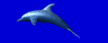 dolphin image
